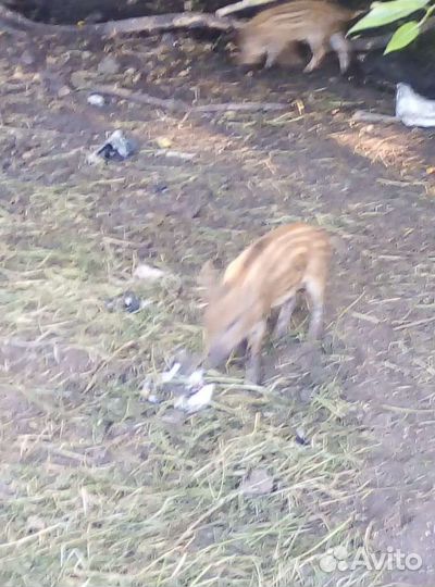 Дикие кабанчики