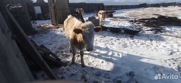 Продам двух тёлочек