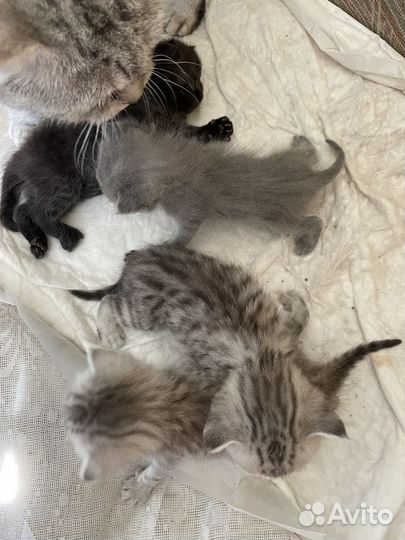 Отдам бесплатно котят