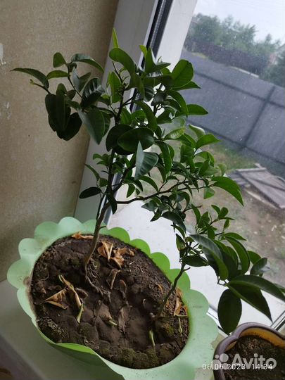 Гранат комнатный, мандарин