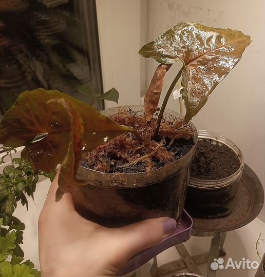 Сингониум шоколад