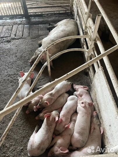 Поросята