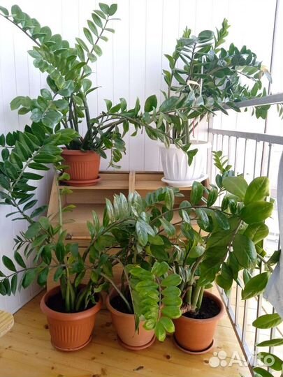 Замиокулькас долларовое дерево