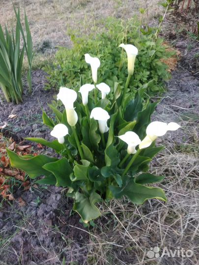 Цветы каллы