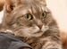 Ласковая кошка Катюша 4 год в добрые руки