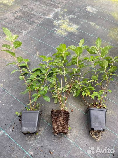 Ива триколор