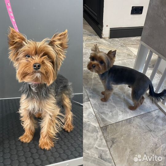 Груминг.Стрижка йорка,шпица,стрижка кошек,собак