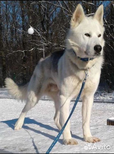 Хаски в добрые руки