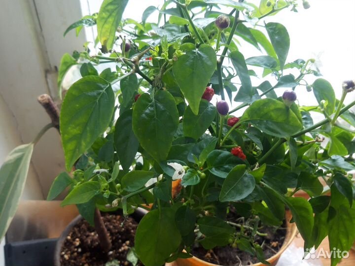 Перец комнатный острый