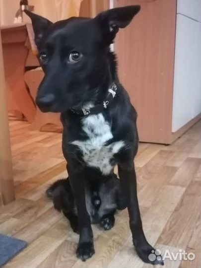 Маленькая собака