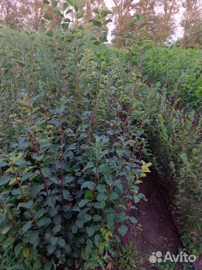 Ирга канадская саженцы 2х летние