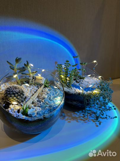 Флорариум суккуленты