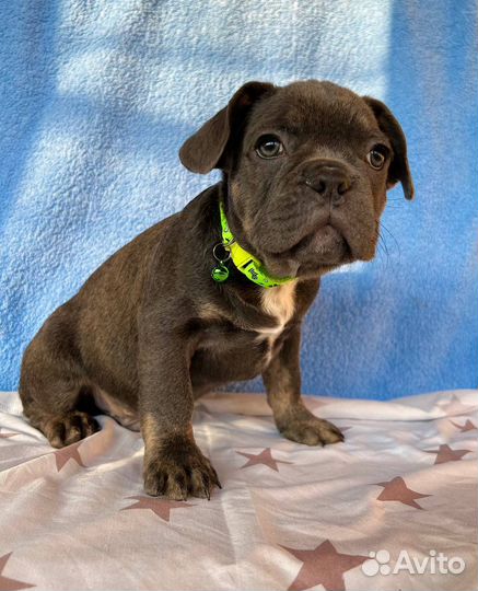 Французики флаффи