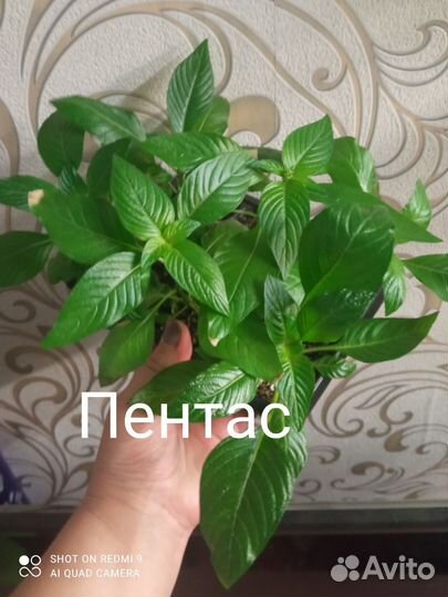 Пентас