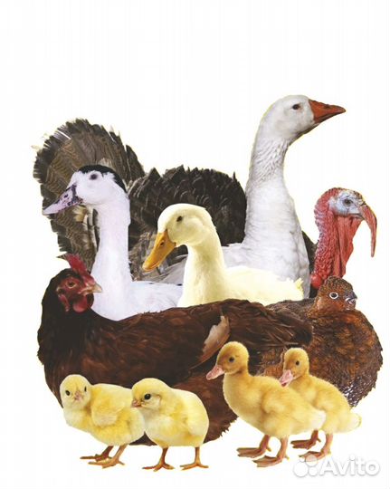 Птичье подворье здоровый молодняк