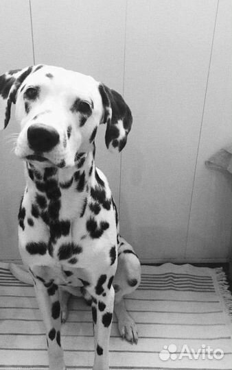 Щенки далматина