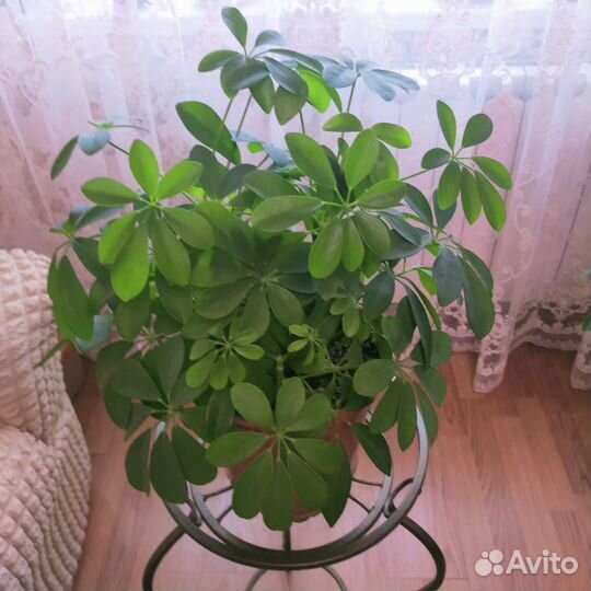 Комнатные цветы шефлера три в одном