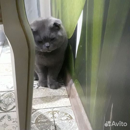 Шотландского вислоухого