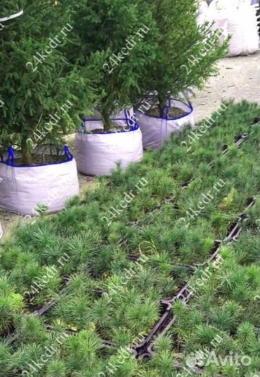 Сибирский кедр. Саженцы