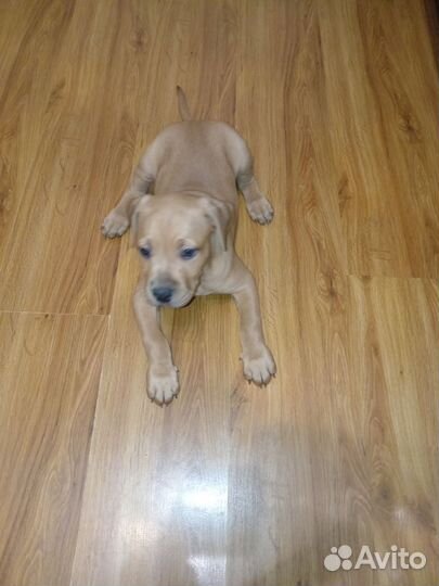 Сиделка для ваших питомцев