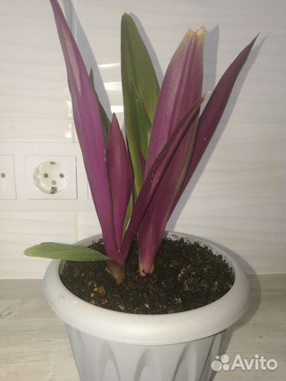 Рео (Ладья Моисея)