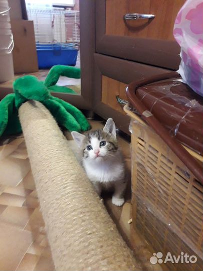 Кошка