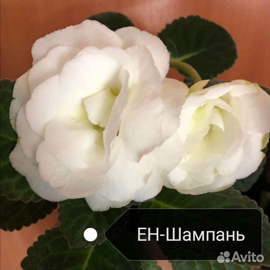 Цветы глоксиния