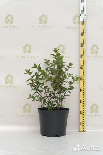 Гортензия Самарская Лидия (Фрамбосин) С10 50-60 см