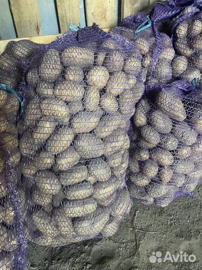 Картофель деревенский