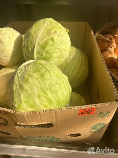 Картофель Боргустанский средний