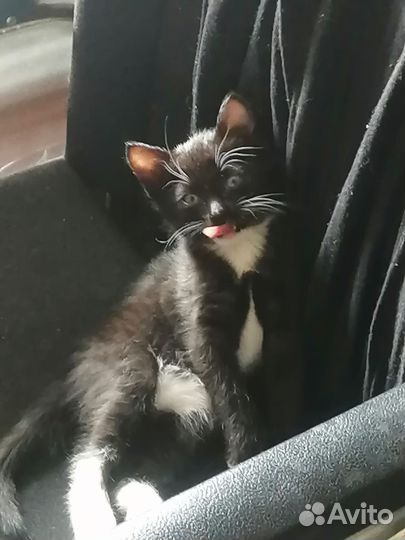 Кошка в дар бесплатно