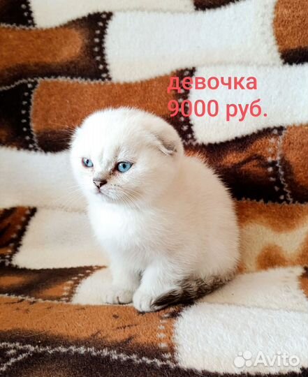 Шотландские котята
