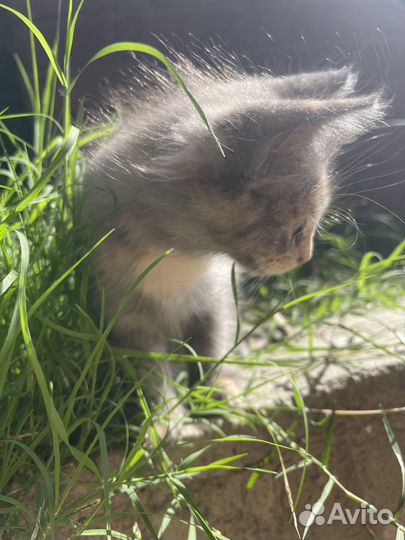 Котята в добрые руки даром
