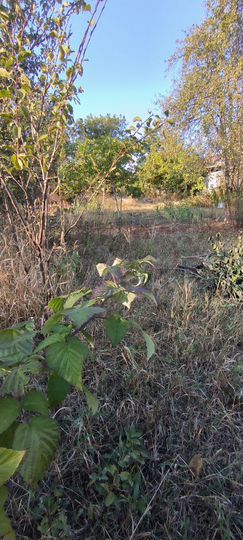 Участок 4,3 сот. (СНТ, ДНП)