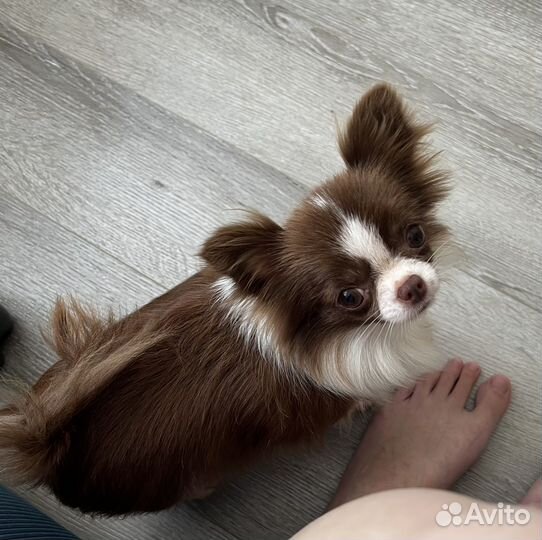 Чихуахуа мини девочка