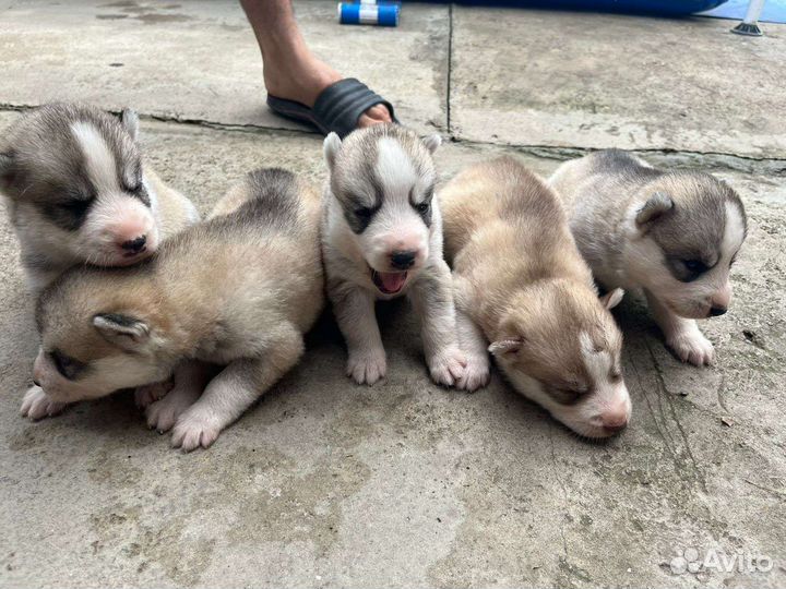 Щенки сибирской хаски