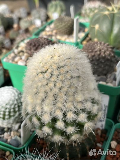 Кактусы редкие