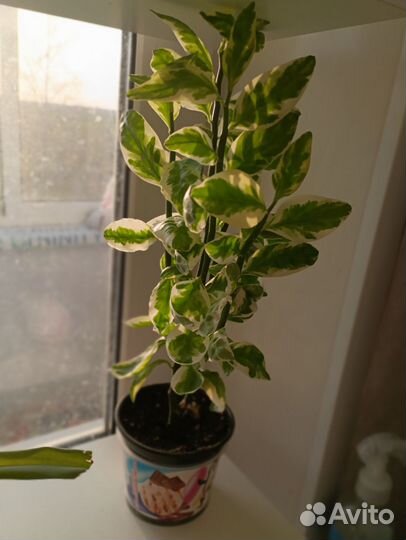 Педилантус