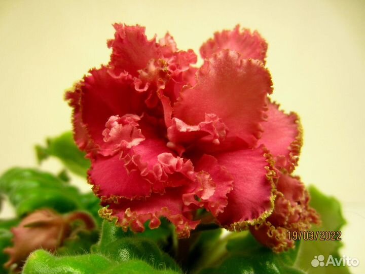 Сортовые коллекционные фиалки