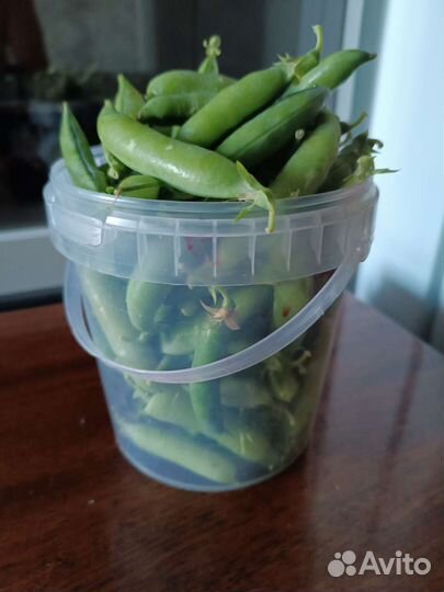 Горох сладкий