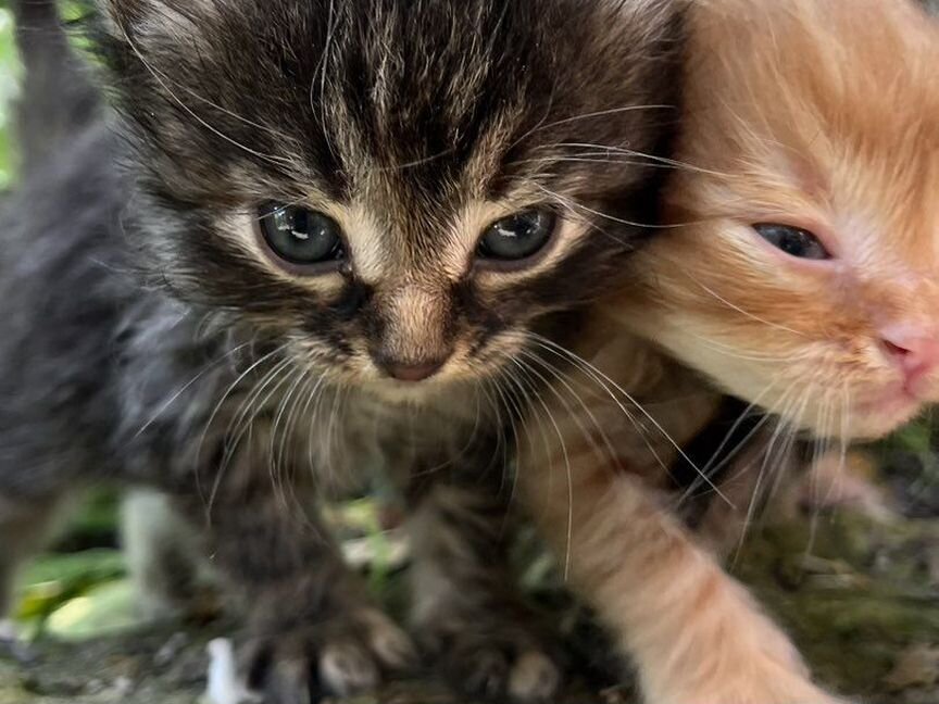 Котята в добрые руки бесплатно