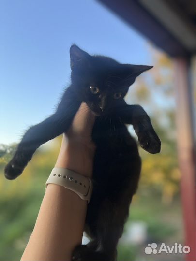 Котята в дар