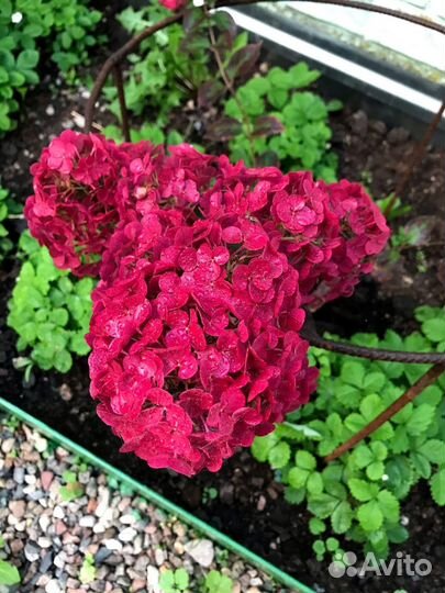 Гортензия метельчетая грандифлора