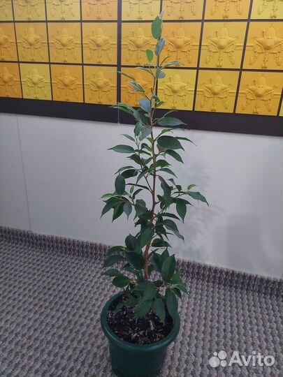 Фикус бенджамина