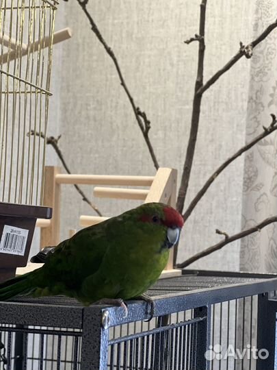 Попугай какарик