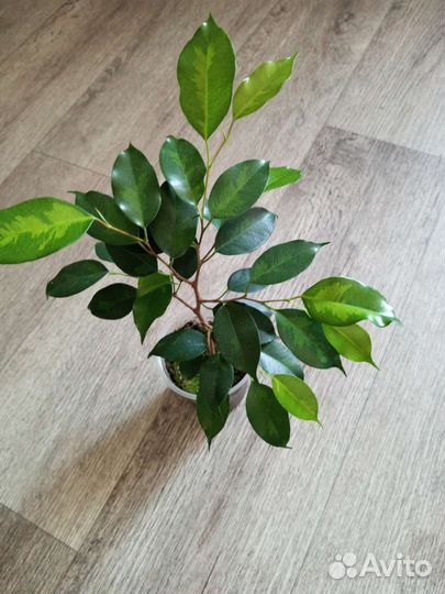 Фикус бенджамина в ассортименте