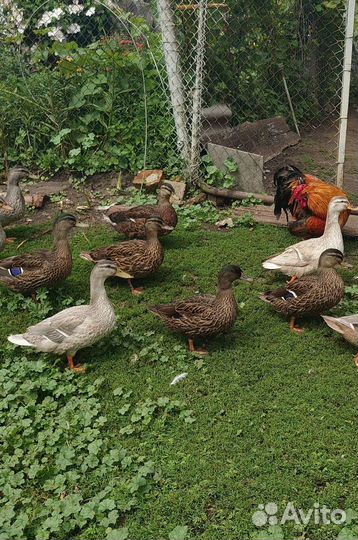 Подсадные утки