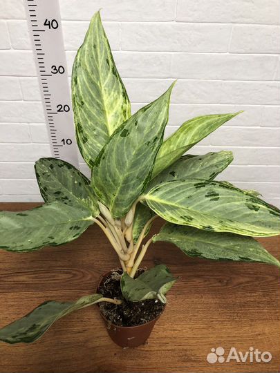 Аглаонема Пикок вайт гибрид