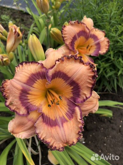 Лилейники сортовые