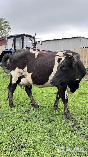 Корова дойная, 15л молока в день (1 отел)